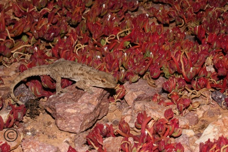Moorish Gecko (Tarentola mauritanica) Garry Smith